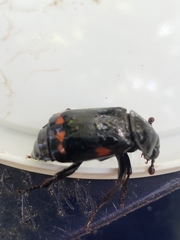 Nicrophorus pustulatus