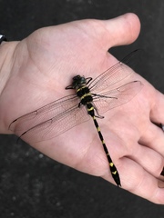 Macromia