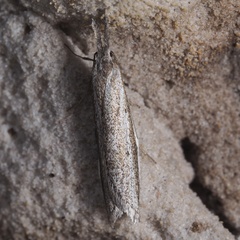 Pleurota bicostella