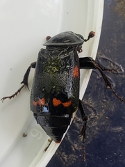 Nicrophorus pustulatus