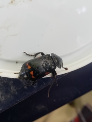 Nicrophorus pustulatus