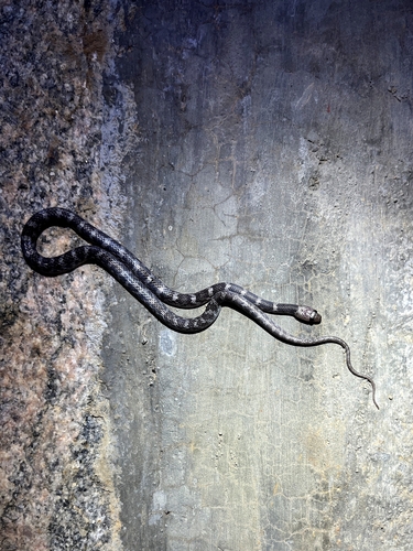 Photo of a Deccan Wolf Snake (Lycodon deccanensis)