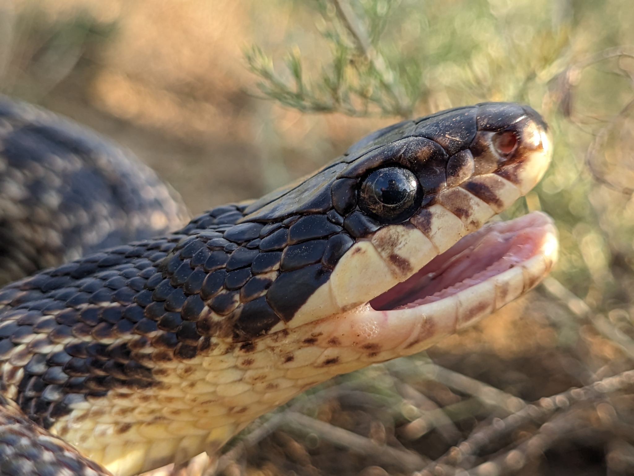 Urartian Ratsnake (Elaphe urartica) · iNaturalist