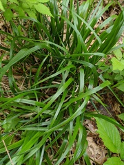 Diarrhena obovata