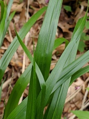 Diarrhena obovata