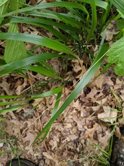 Diarrhena obovata