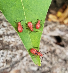 Dysdercus suturellus