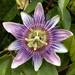 Passiflora × Belotii - Photo (c) Carmen Maganda, some rights reserved (CC BY-NC), uploaded by Carmen Maganda