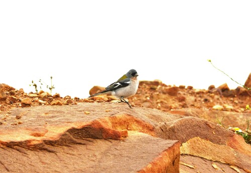 Afrikaanse vink (Fringilla spodiogenys)