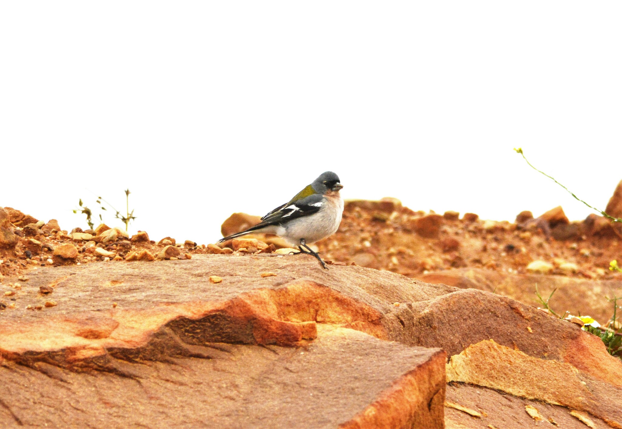 African Chaffinch illustration