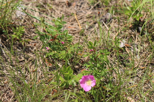 Image of Rosa virginiana by (c) Jake McCumber, some rights reserved (CC BY)