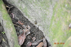 Eleutherodactylus cystignathoides