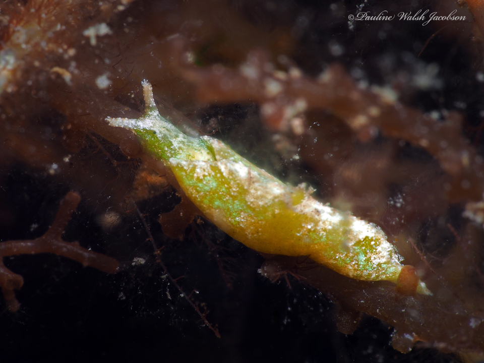 Elysia velutinus
