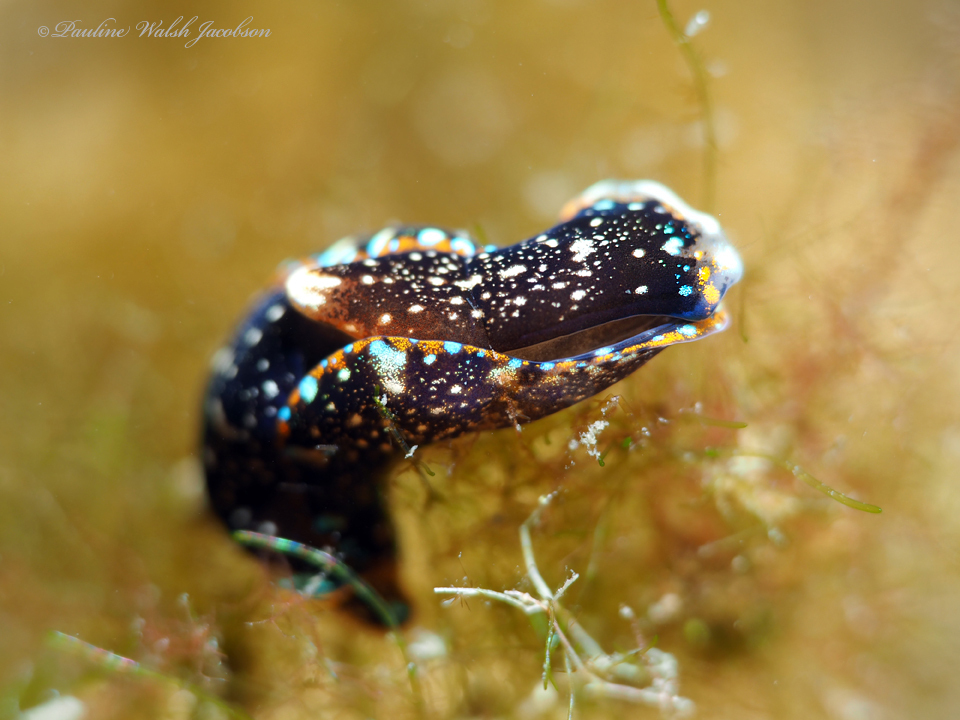 Camachoaglaja berolina
