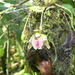 Kefersteinia taurina - Photo (c) Holger Beck, algunos derechos reservados (CC BY-NC), subido por Holger Beck
