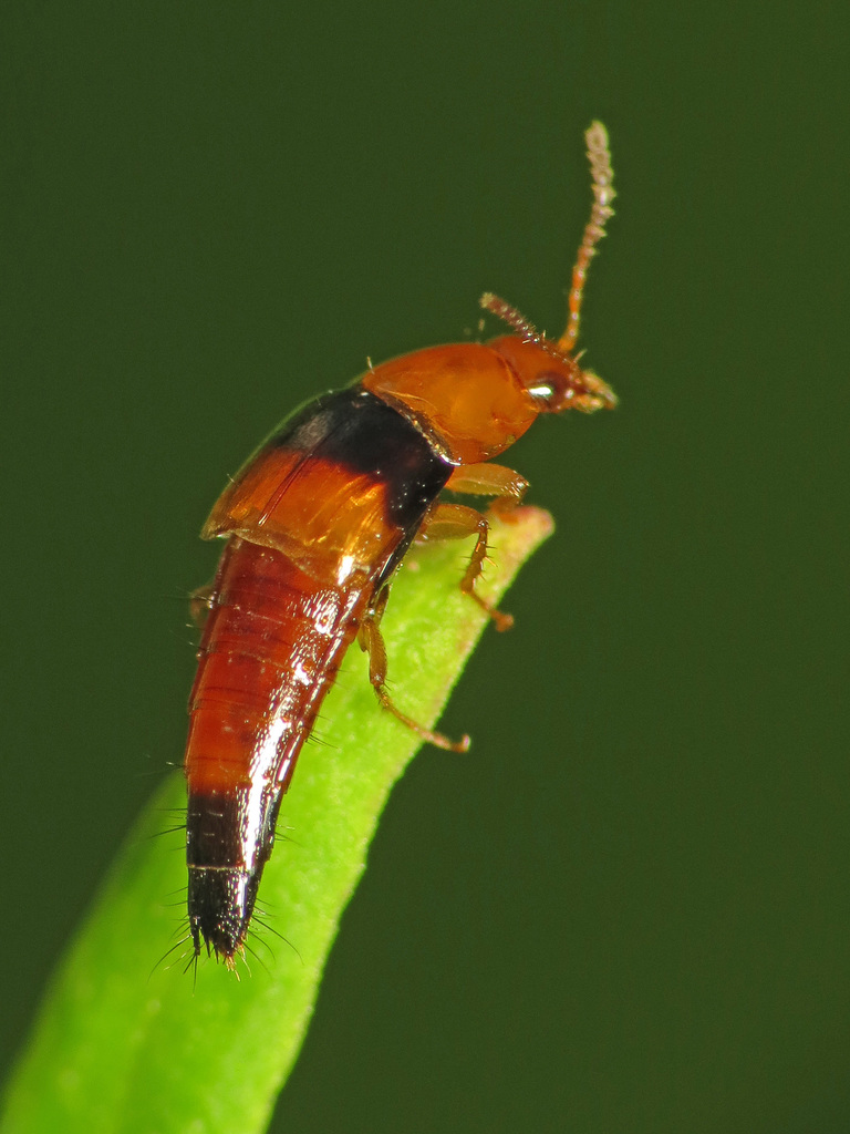 Tachyporus obtusus