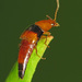 Tachyporus obtusus - Photo (c) Martin Cooper, algunos derechos reservados (CC BY)