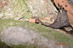 Eleutherodactylus cystignathoides