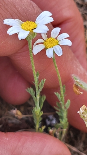 Anthemis arvensis iNat (3)