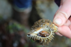 Fusitriton oregonensis