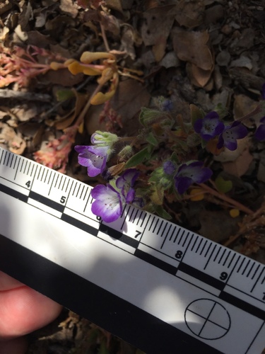 Davidson's phacelia (Phacelia davidsonii)