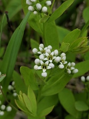 Comandra umbellata