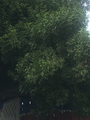 Melicoccus bijugatus