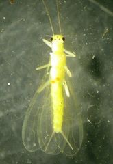 Alloperla
