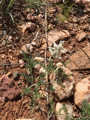 Astragalus praelongus