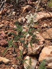 Astragalus praelongus