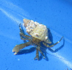 Pagurus hirsutiusculus