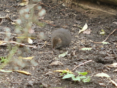 Antechinus