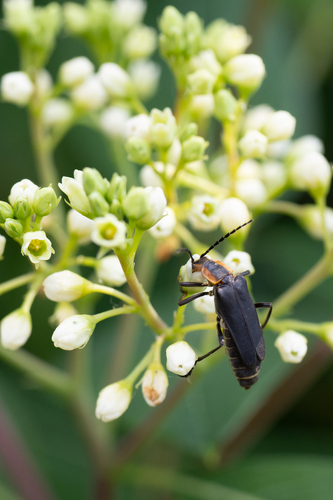 Margined Leatherwing Beetle, photo 8 of 8