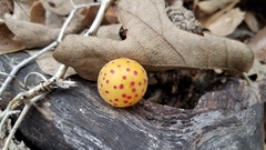 Atrusca quercuscentricola