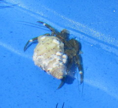 Pagurus hirsutiusculus