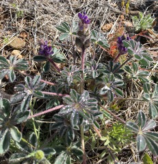 Lupinus brevicaulis