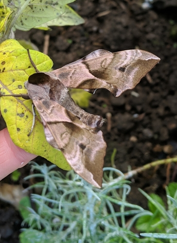 Eyed hawk-moth