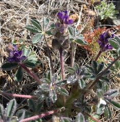 Lupinus brevicaulis