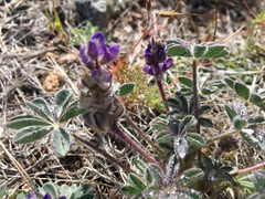 Lupinus brevicaulis