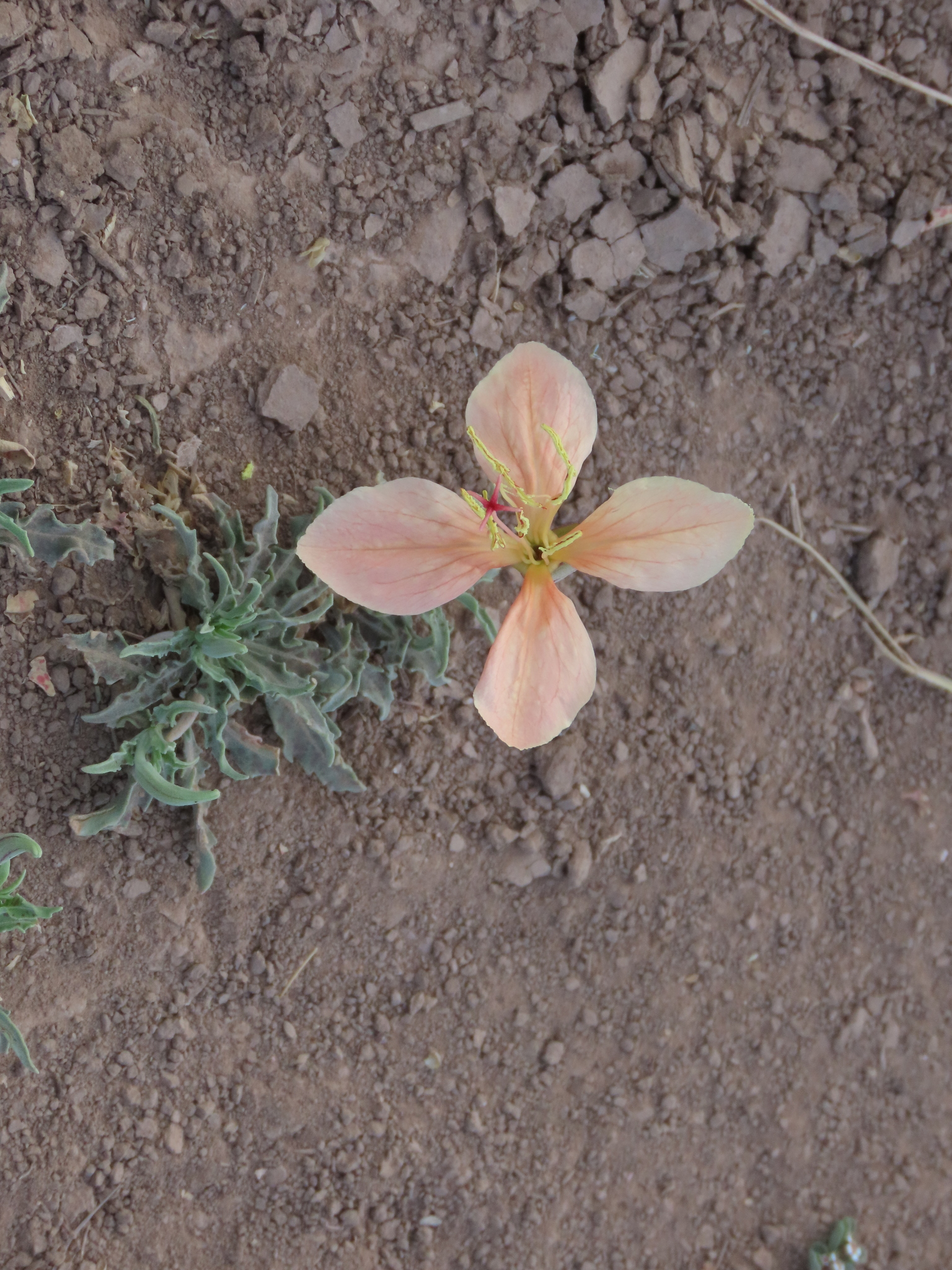 Oenothera havardii