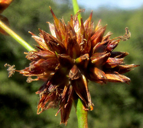 Juncus ebracteatus (Juncus ebracteatus)