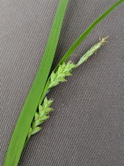 Carex laxiflora