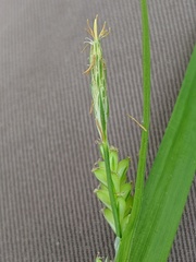 Carex laxiflora