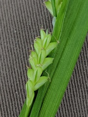 Carex laxiflora