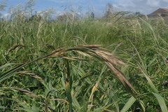 Bromus maritimus