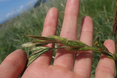 Bromus maritimus