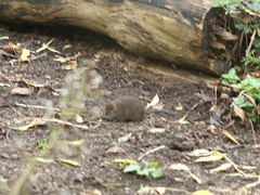 Antechinus