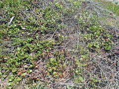 Ceanothus gloriosus gloriosus