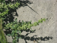 Angiospermae