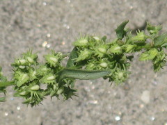 Angiospermae